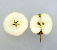 Maribelle æble